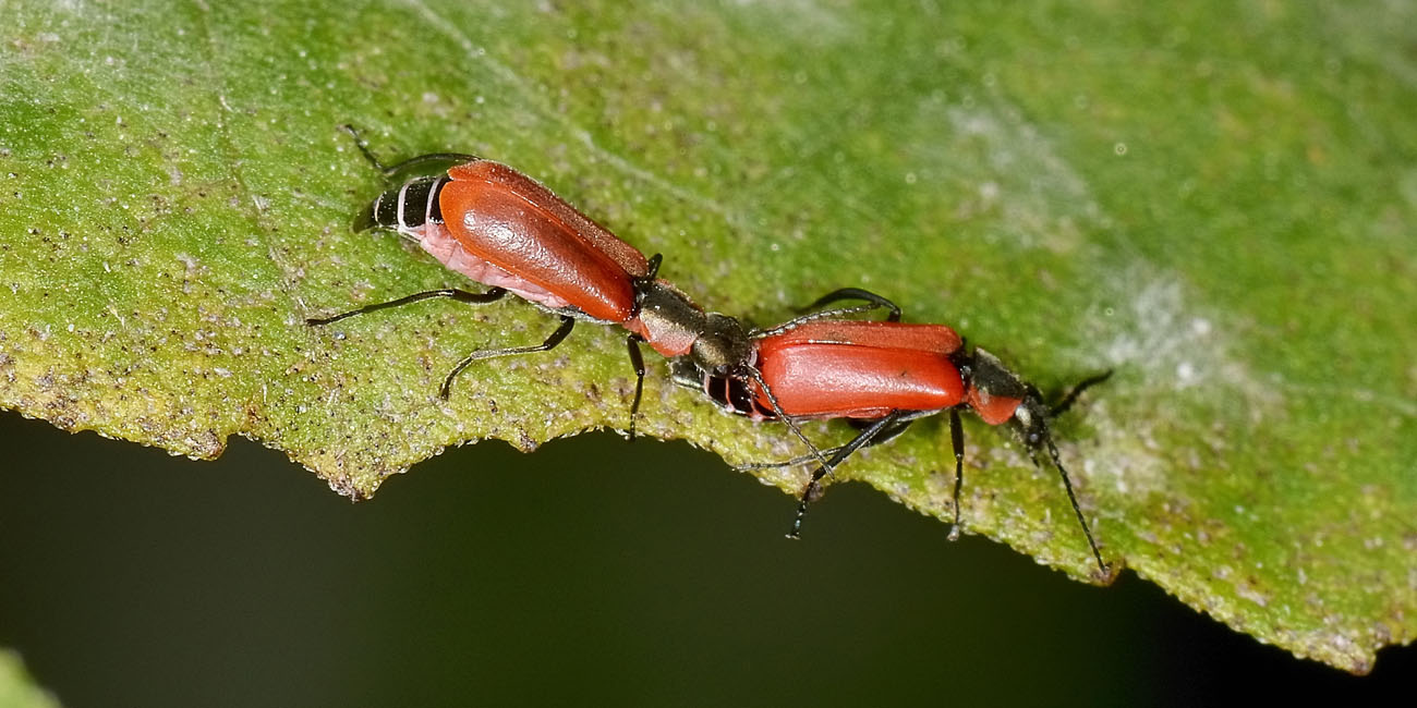 Malachiidae: Anthocomus rufus